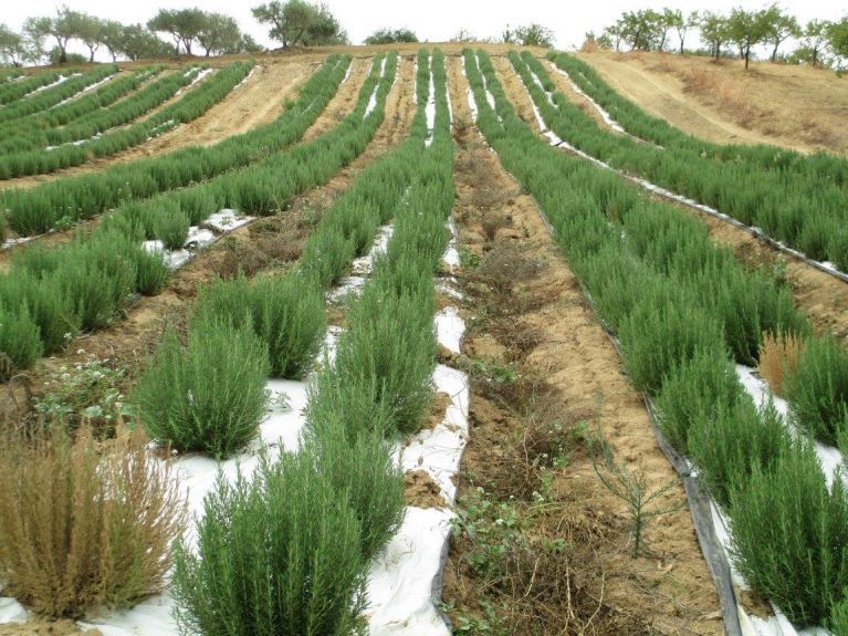 Cultivated fields of rosemary