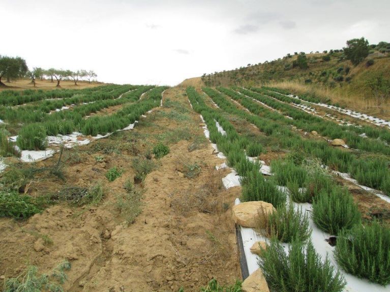 Cultivated fields of the farm