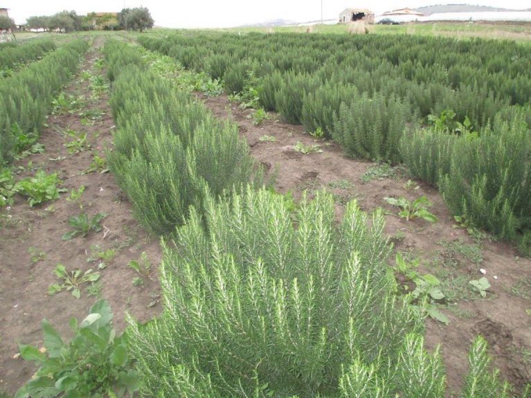 Cultivated fields of rosemary