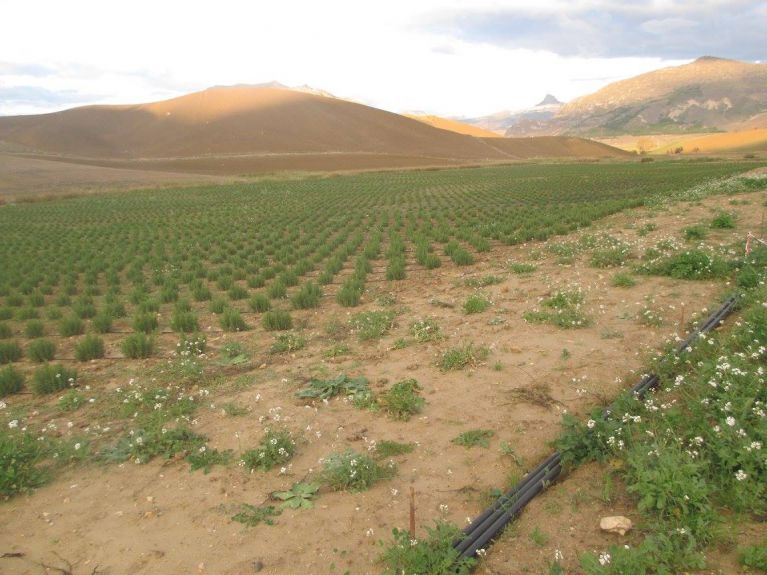 Farmshop cultivation