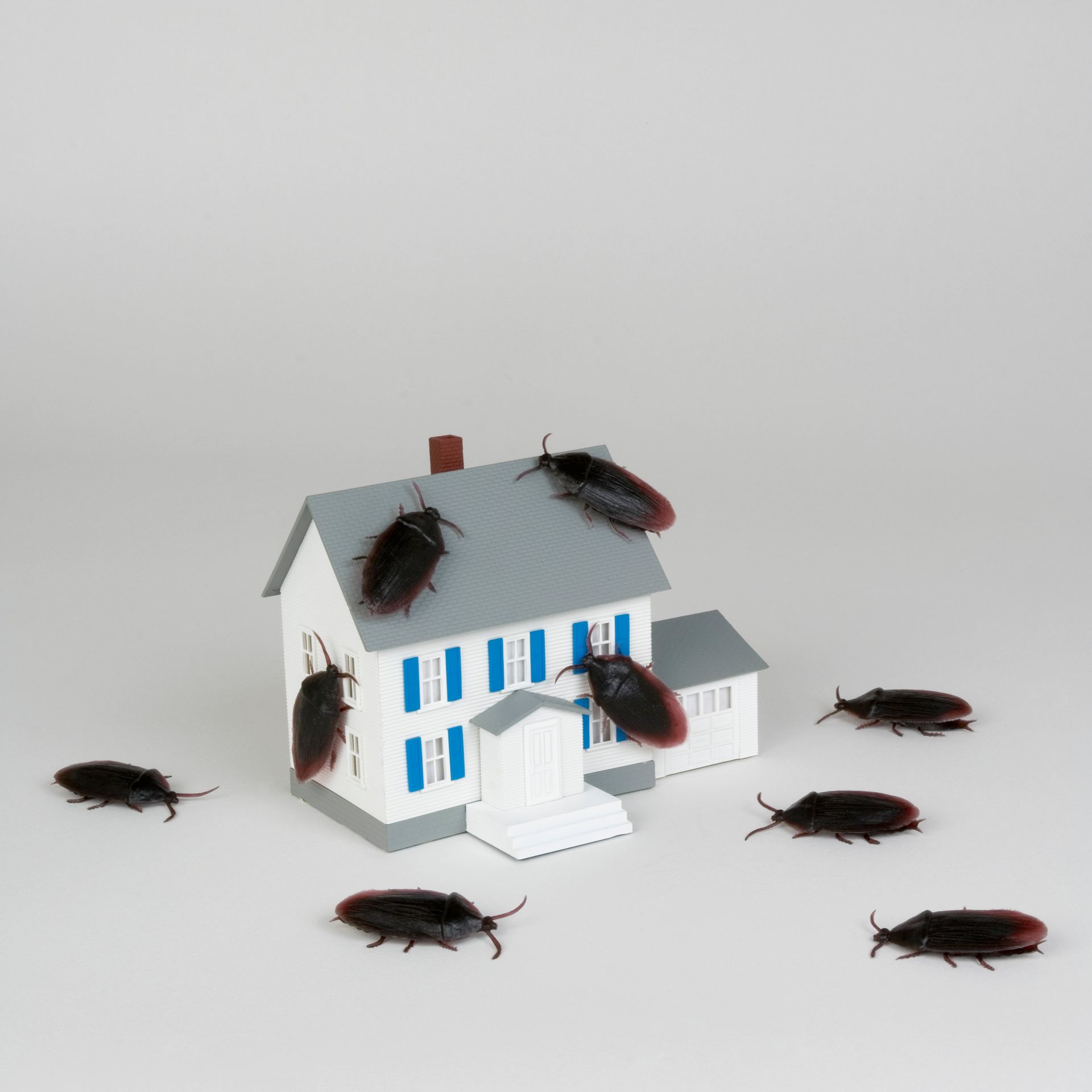 Black and White Spotted Mosquito — Tucker, GA — Crocodile Dave Pest Control