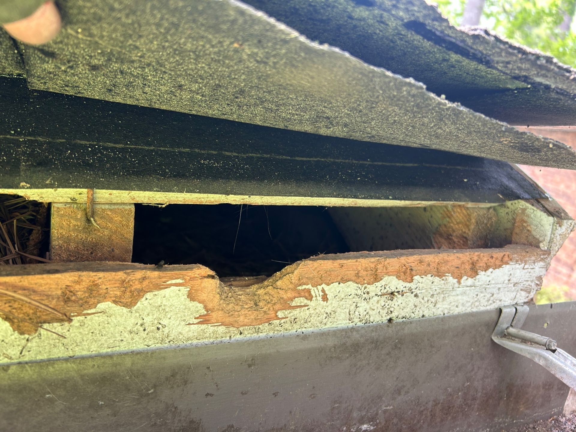 Wildlife entry point caused by rodent chewing through wood.