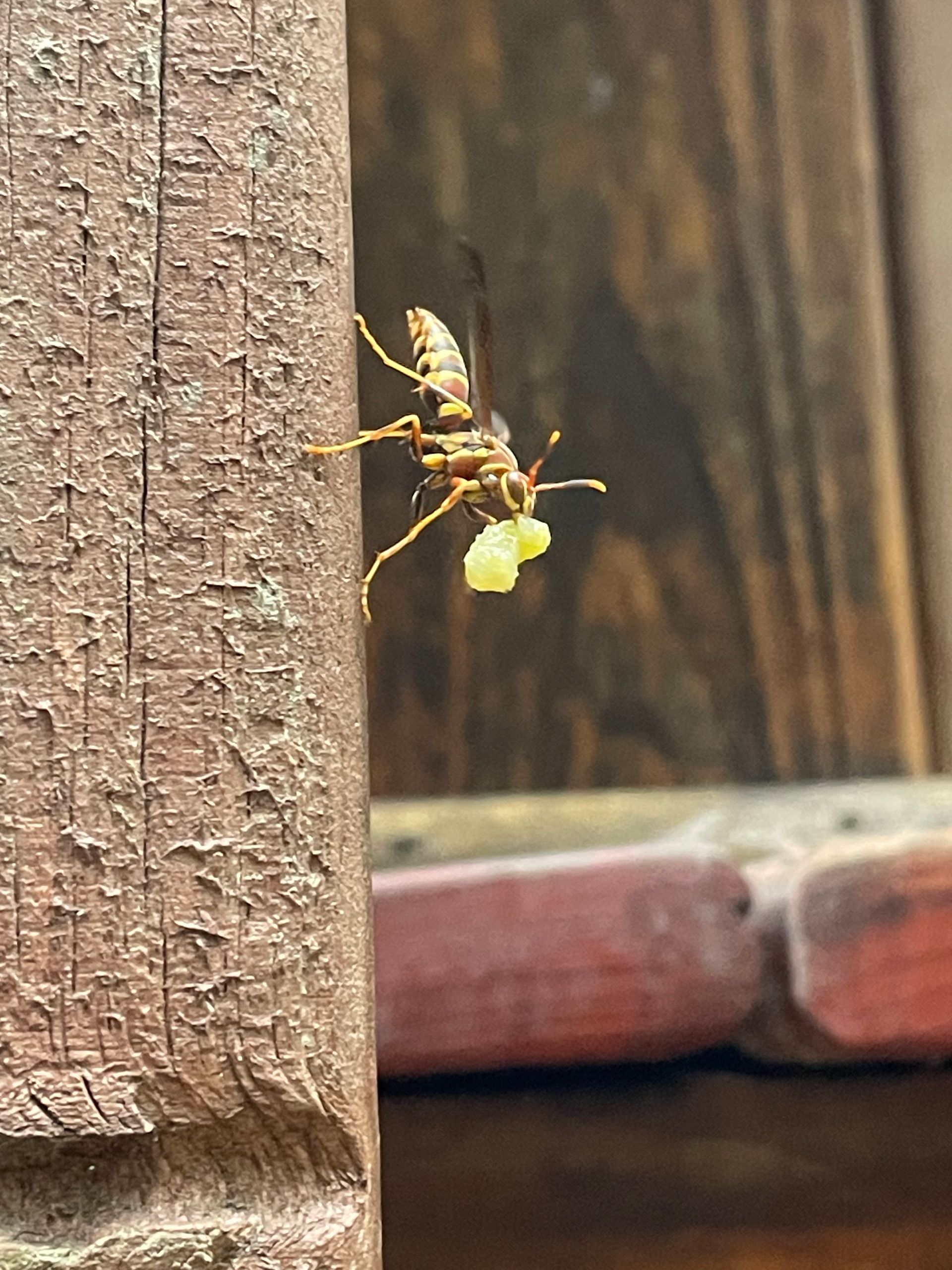 Wasp carrying food