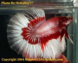 Quality betta fish