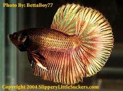 Quality betta fish supplier in Kingsford