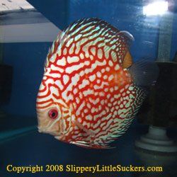 Discus fish with bright colors