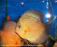 Discus fish with bright colors and patterns