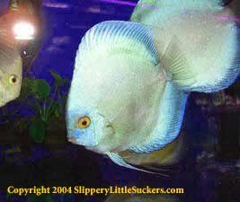 Beautiful discus fish