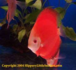 Discus fish with bright colors