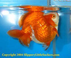 Impressive show goldfish