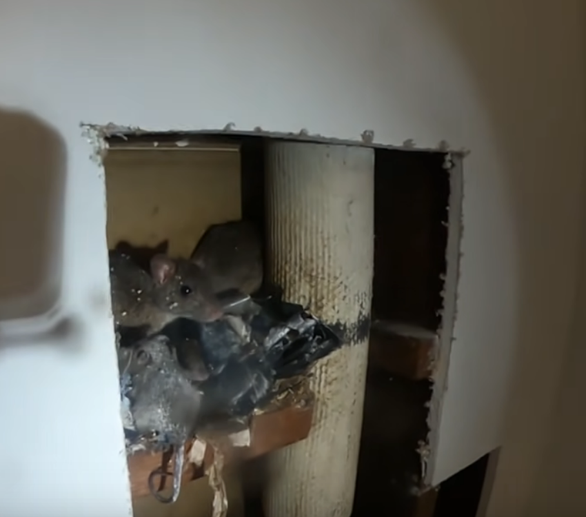 rats nest removal