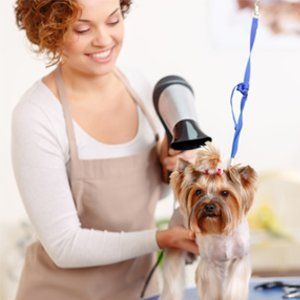 Woman blow-drying dog - Hampton VA