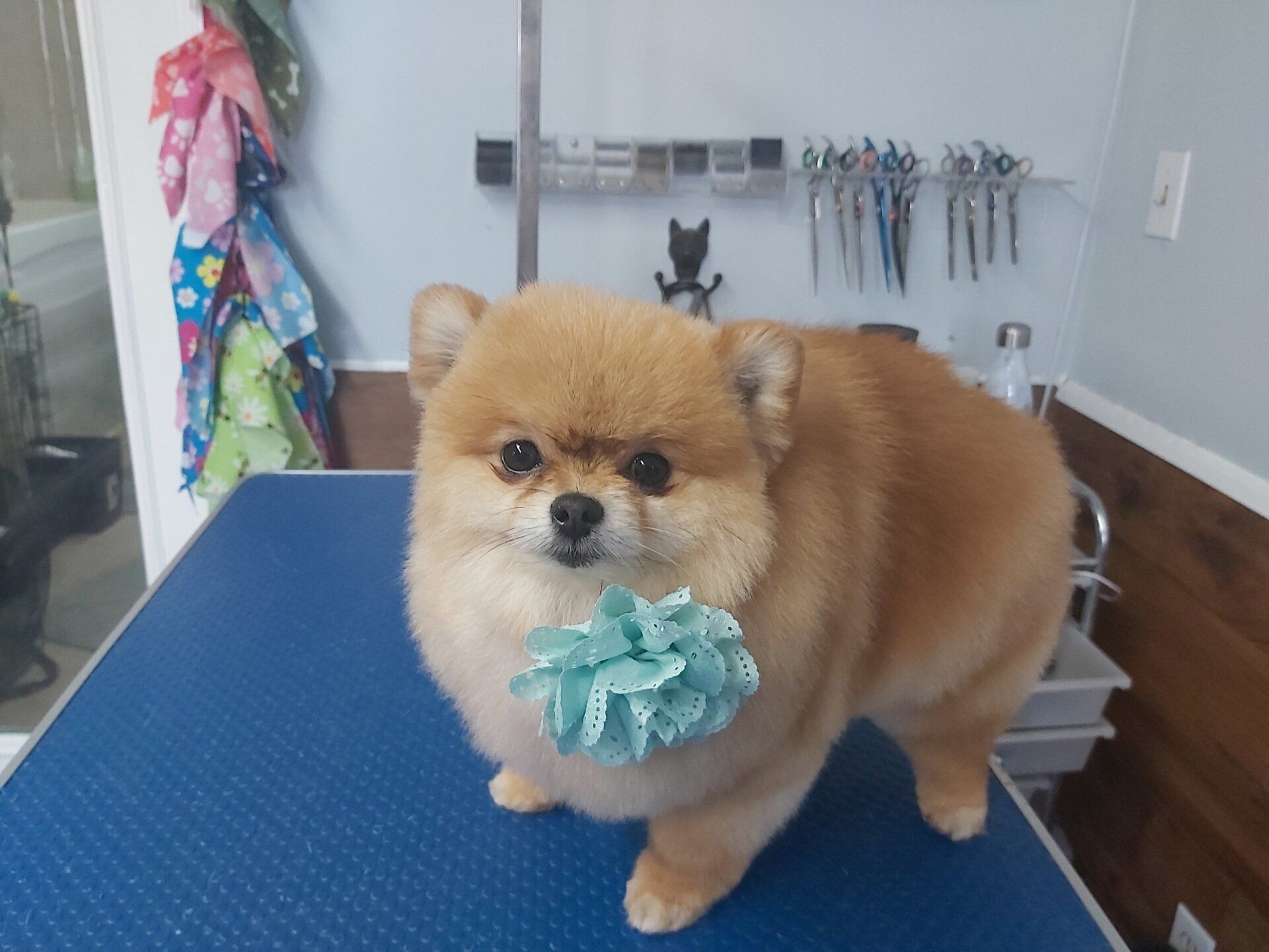 The best cat groomer clarington