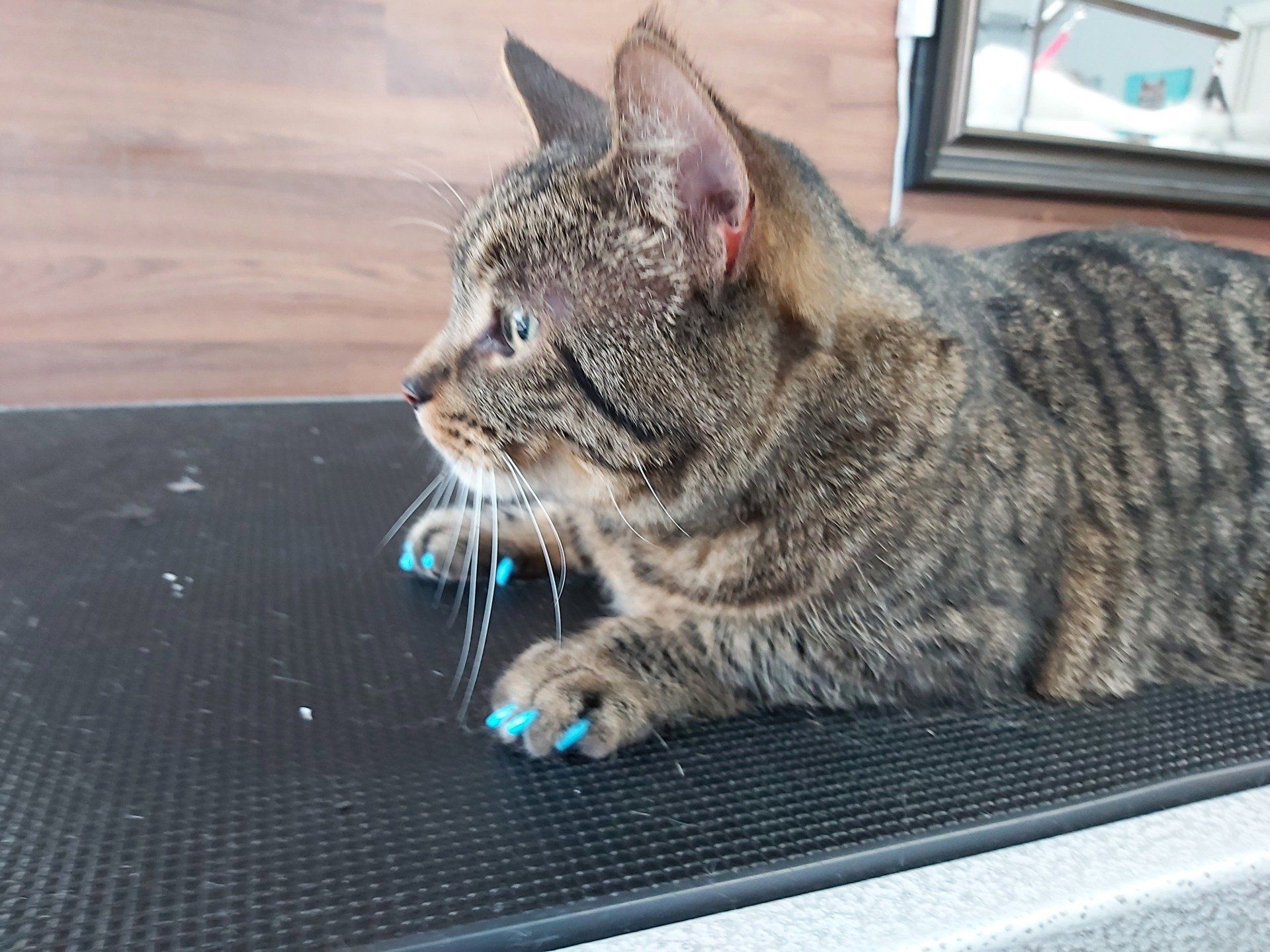 Pet groomer clarington | Groomer dog clarington