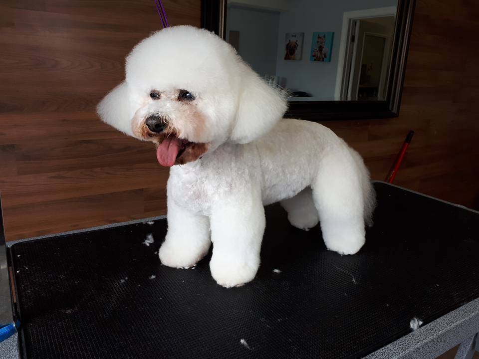 Cat Groomers clarington