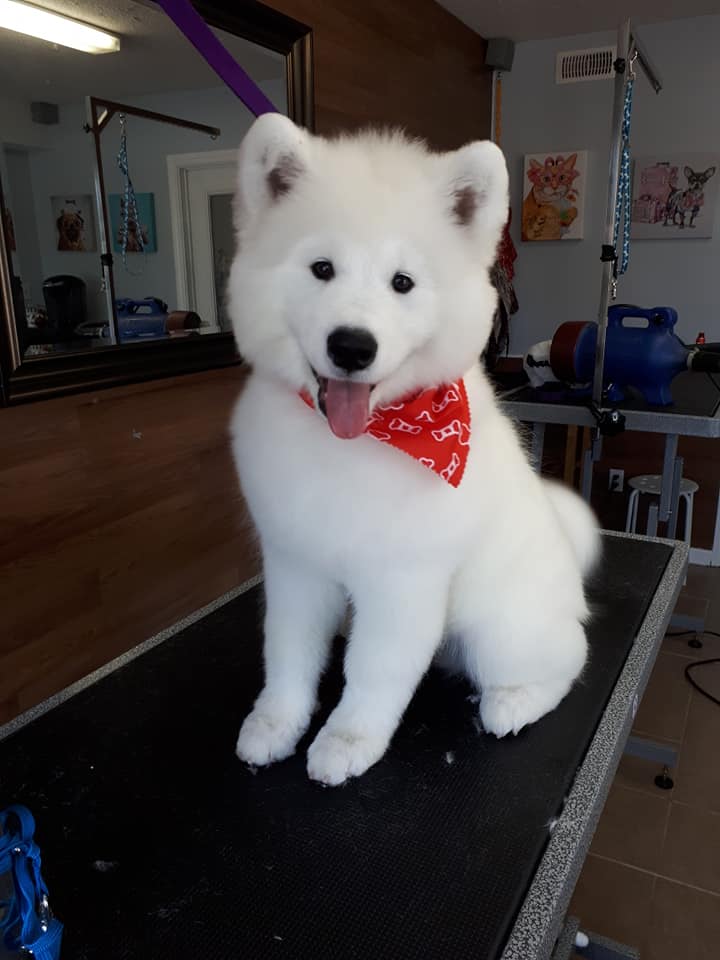 Groomer Cat clarington