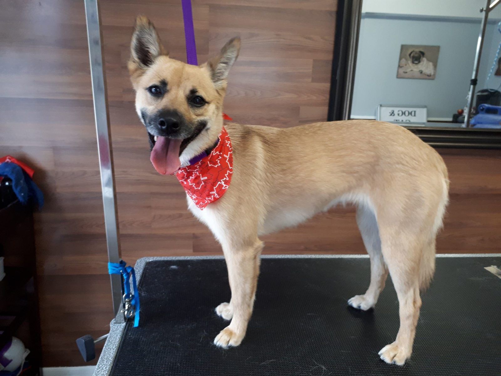 The best cat groomer courtice