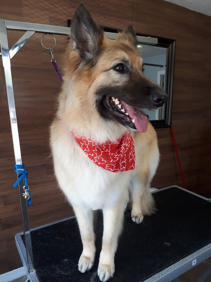 Cat Groomer clarington