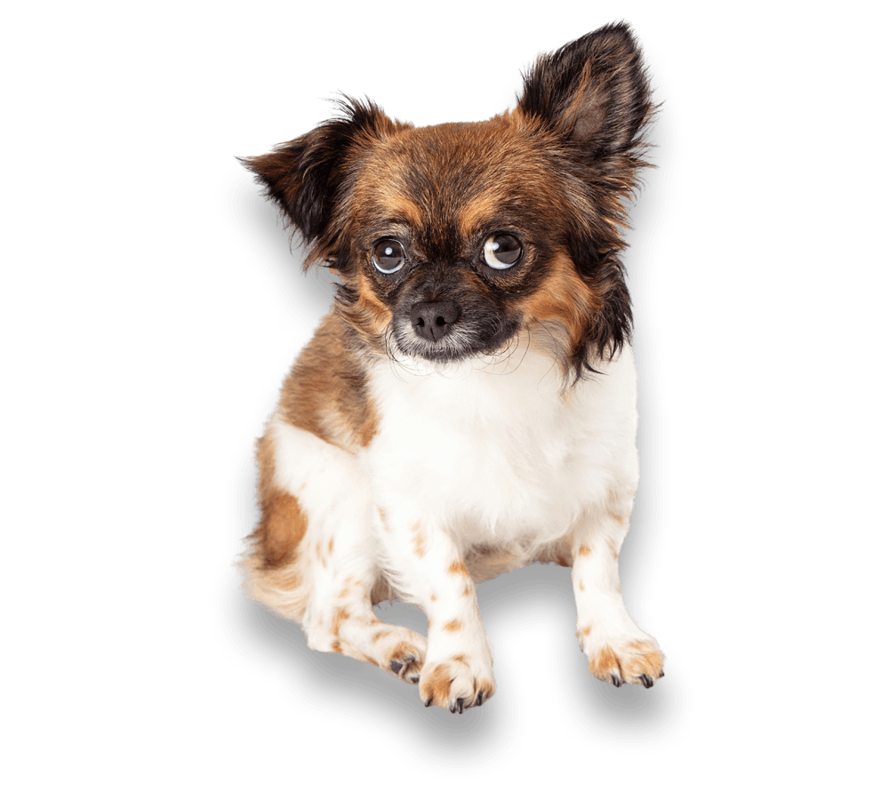 Dog grooming clarington | Dog grooming services clarington
