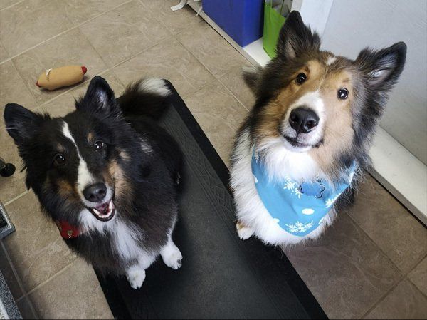 The best dog groomer courtice