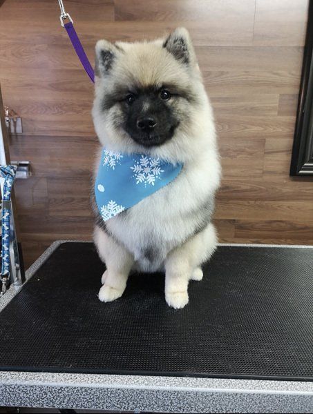 Clean pet groomer Bowmanville