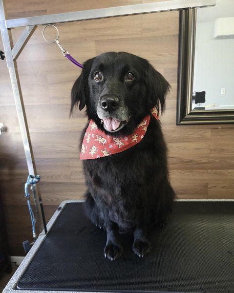 The best cat groomer Bowmanville