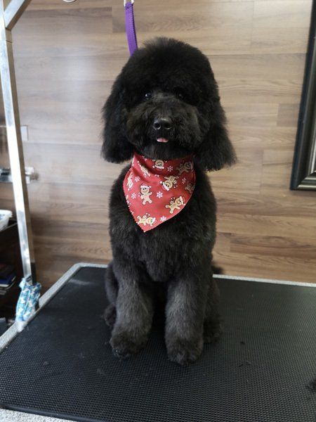 Professional cat groomer Bowmanville