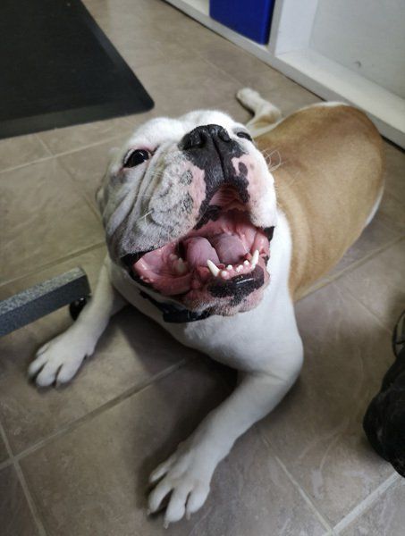 Cat Grooming Bowmanville