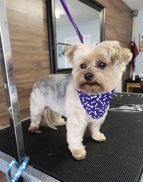 Cat Groomers Bowmanville