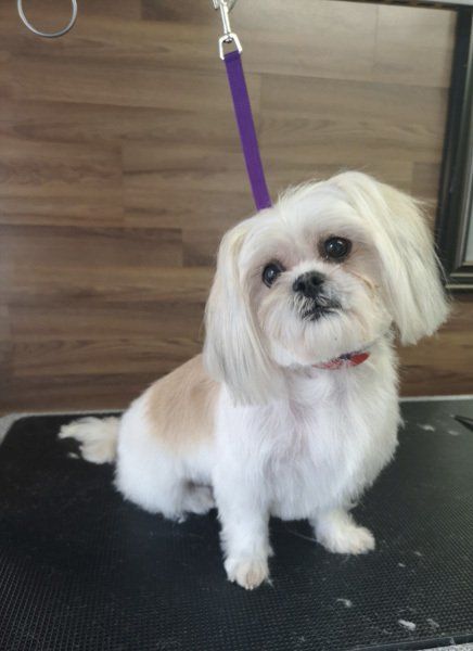 Clean pet groomer courtice