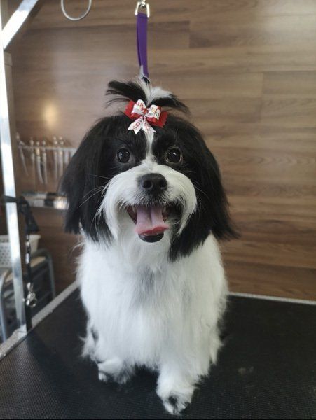 Cat Grooming courtice