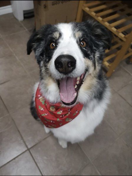 Professional cat groomer courtice