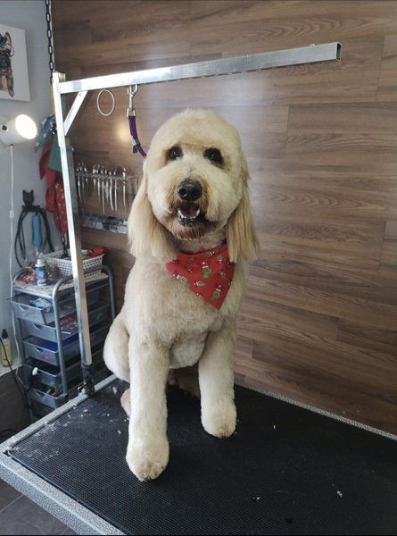 Cat Groomers courtice