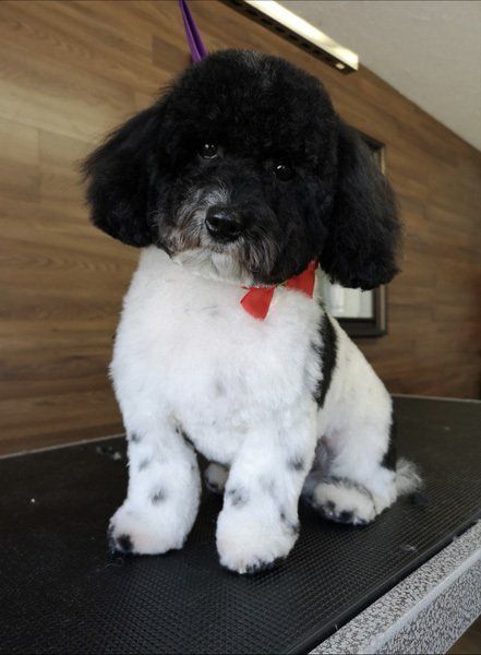 Groomer Cat courtice