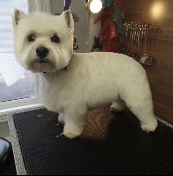 Cat Groomer courtice