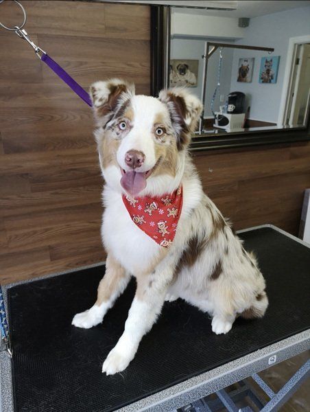 The best dog groomer Bowmanville