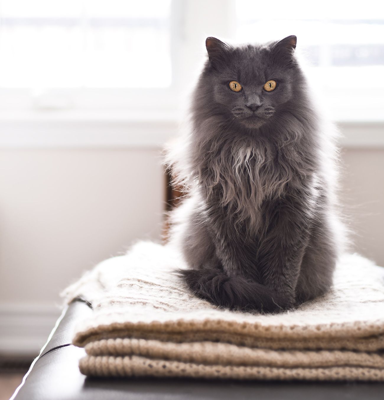 Pet groomer clarington | Groomer dog clarington