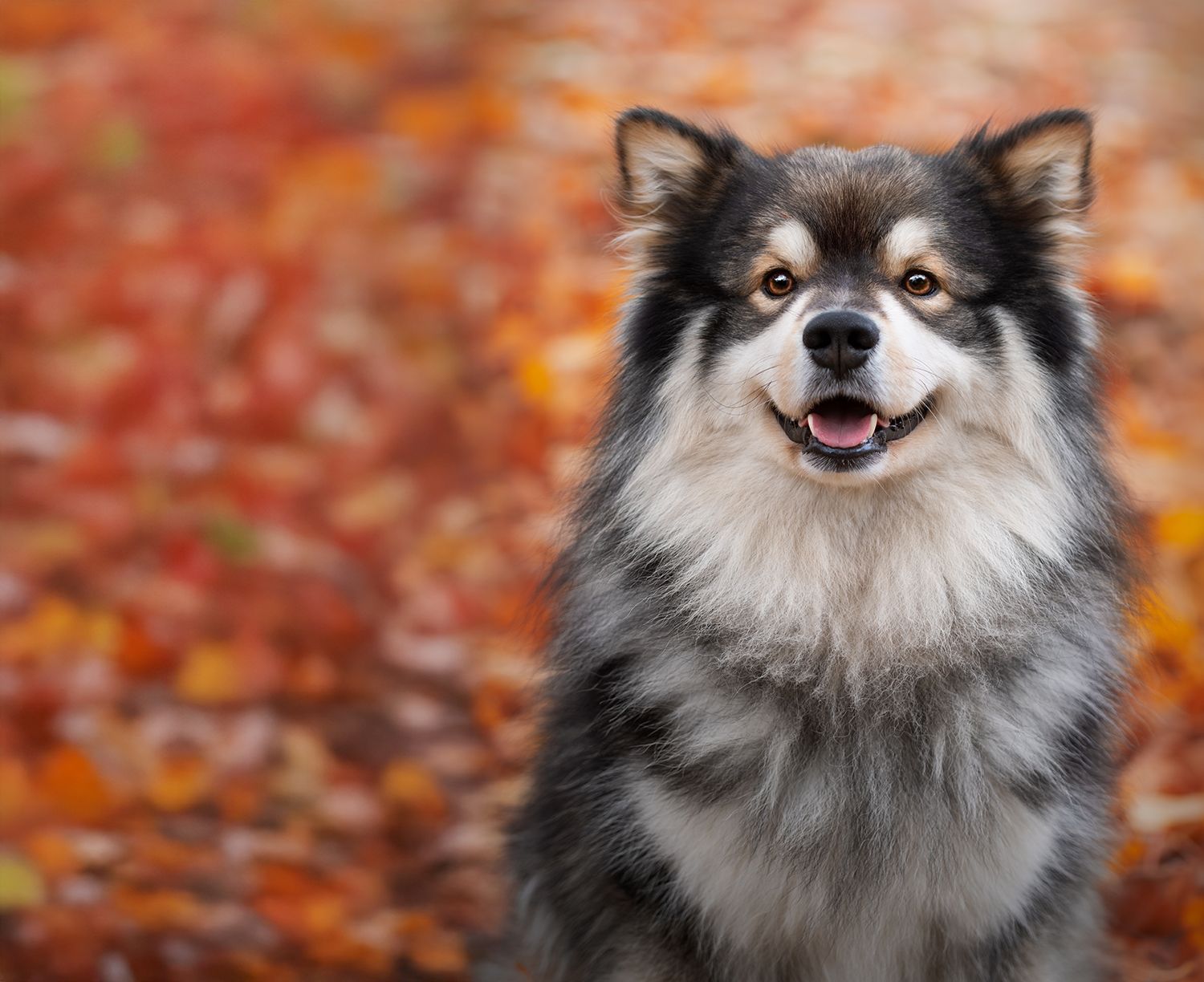 Pet groomer clarington | Groomer dog clarington
