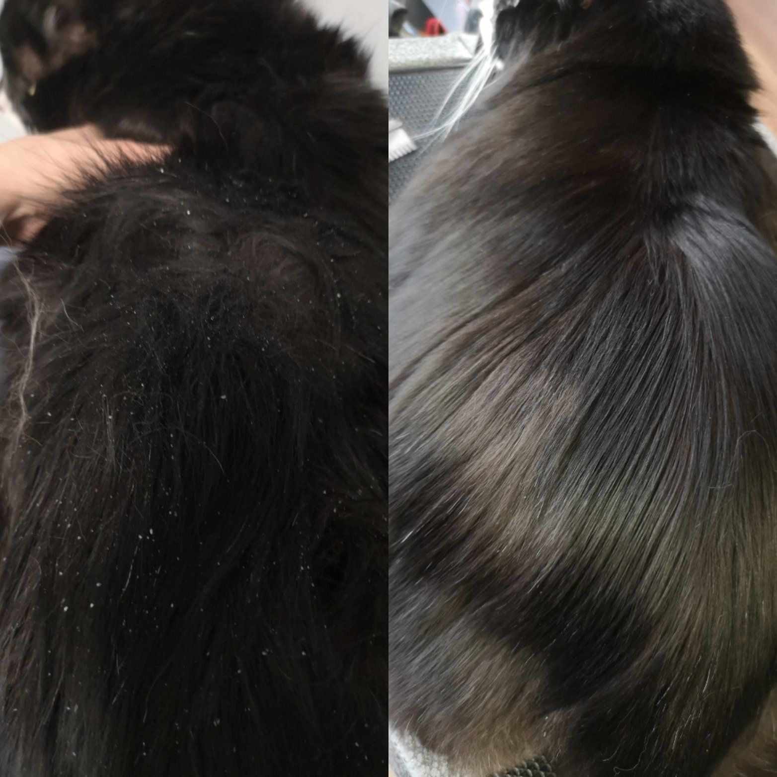 Professional pet grooming courtice | Professional pet groomers courtice