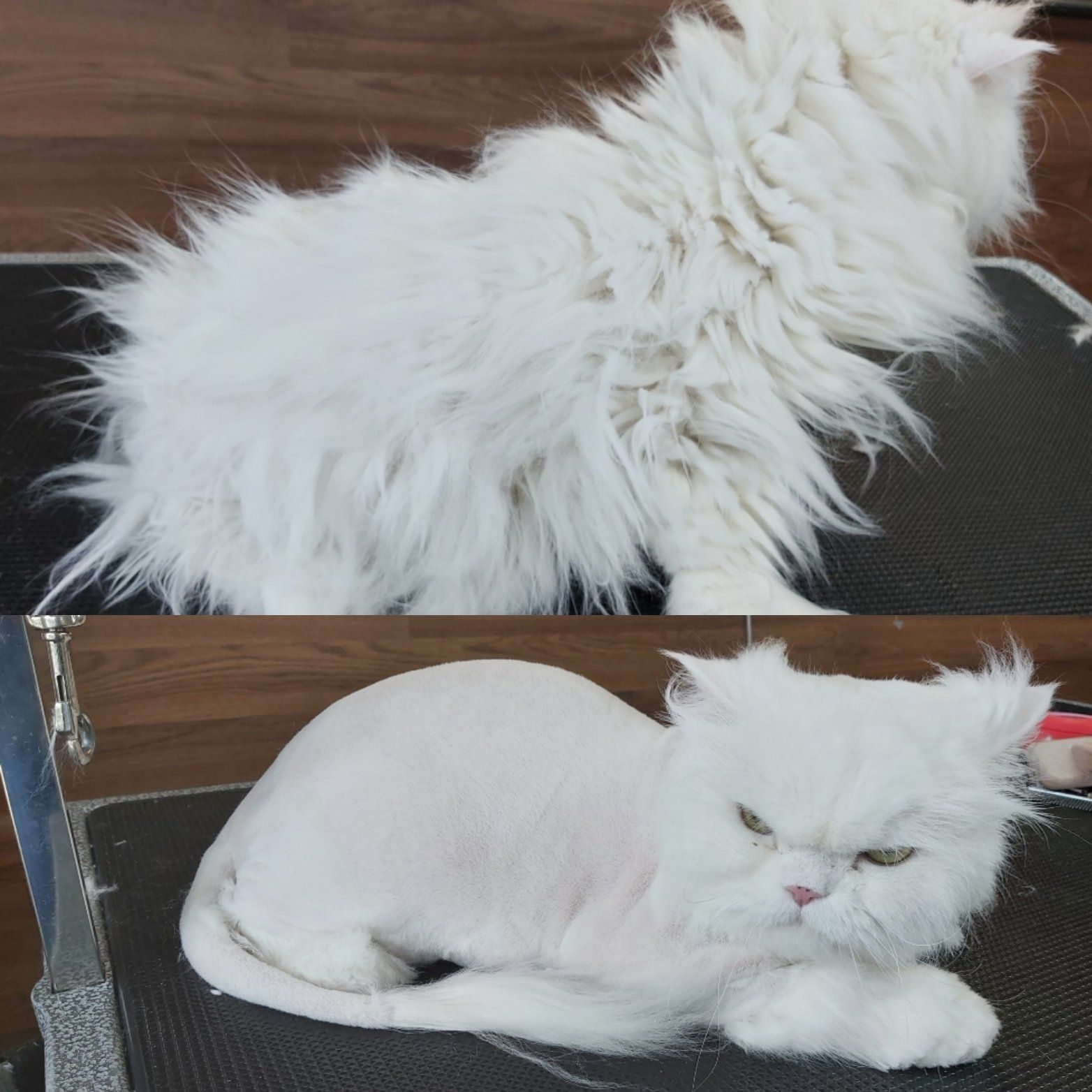 Groomer supplies clarington | Professional dog groomer clarington