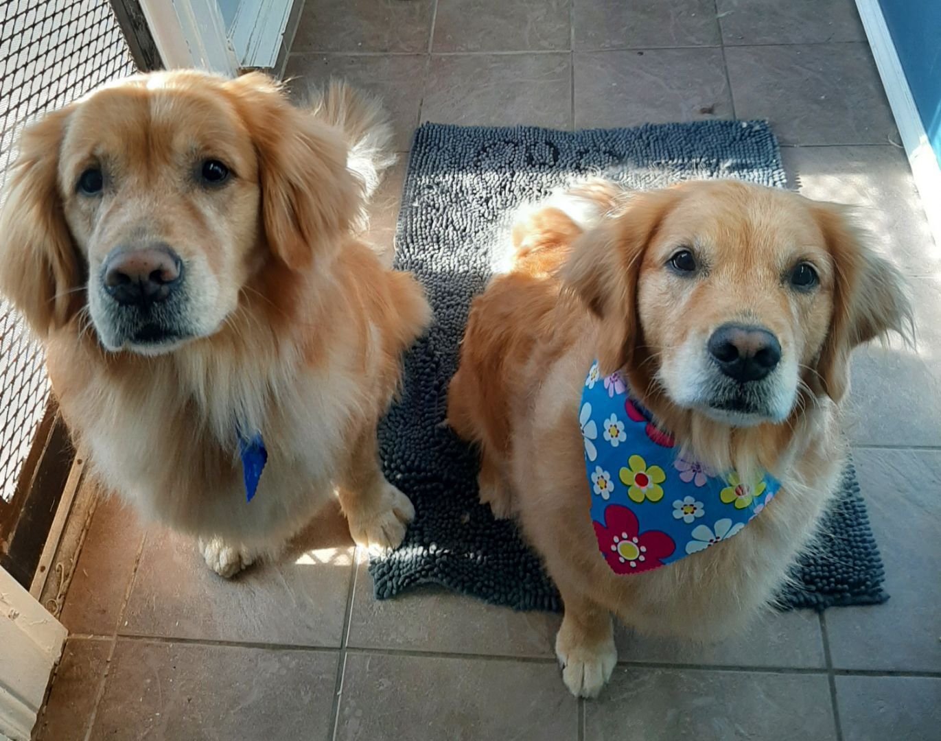 Professional cat groomer clarington