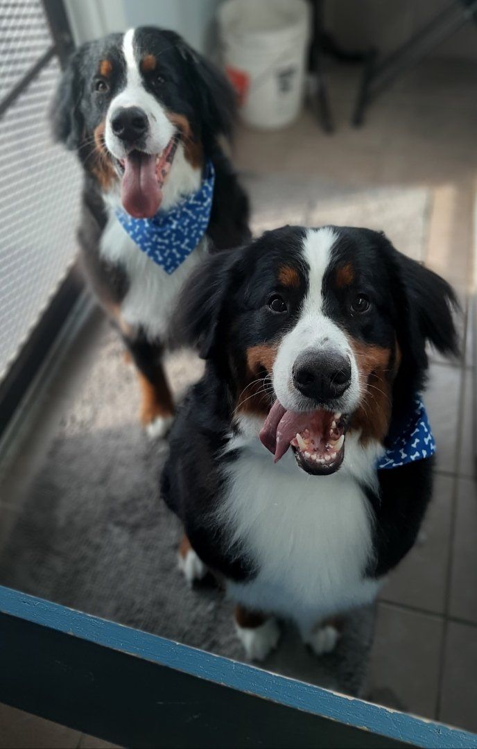 Clean pet groomer clarington