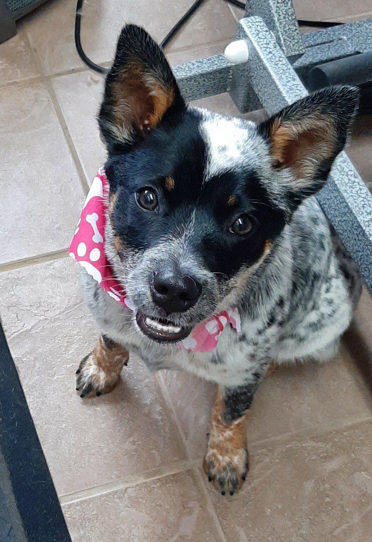 The best dog groomer clarington