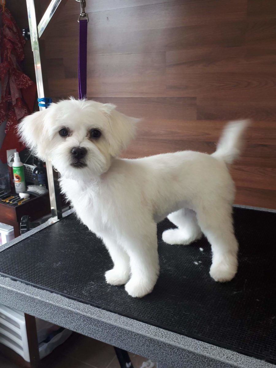 Groomer Cat Bowmanville