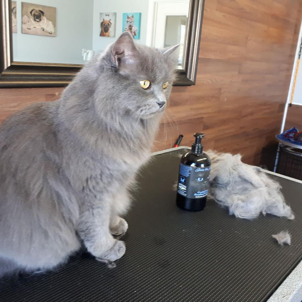 Professional dog grooming courtice | Professional pet groomer courtice