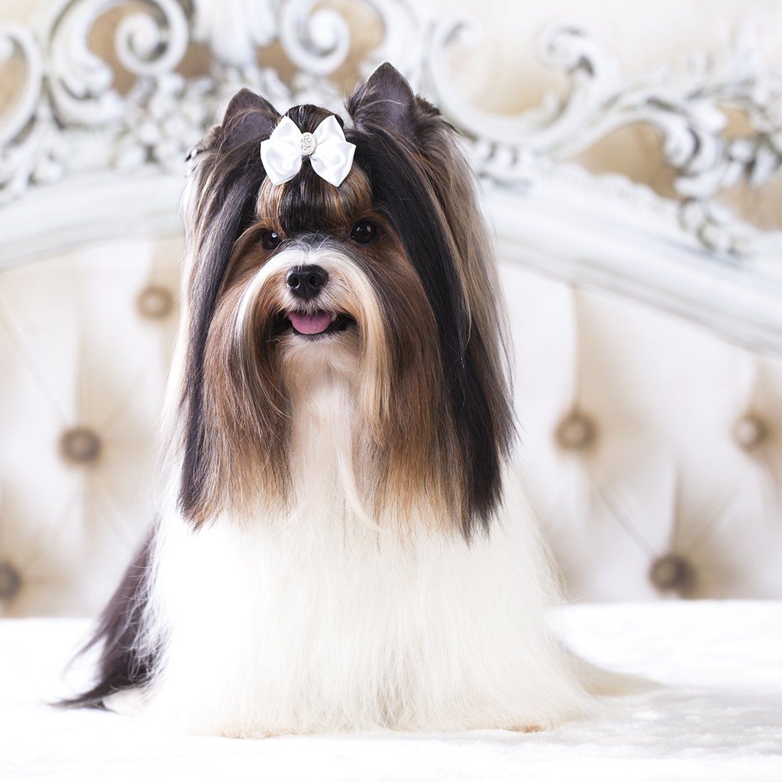 Dog grooming Oshawa | Dog grooming services Bowmanville