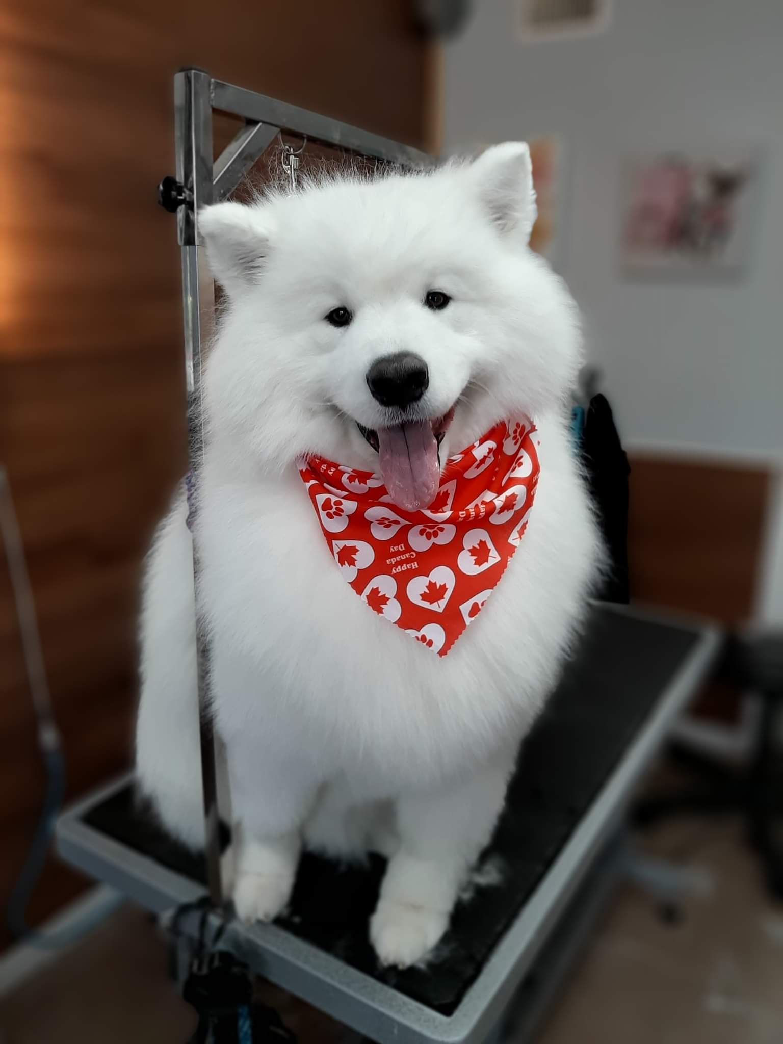 Cat Grooming clarington