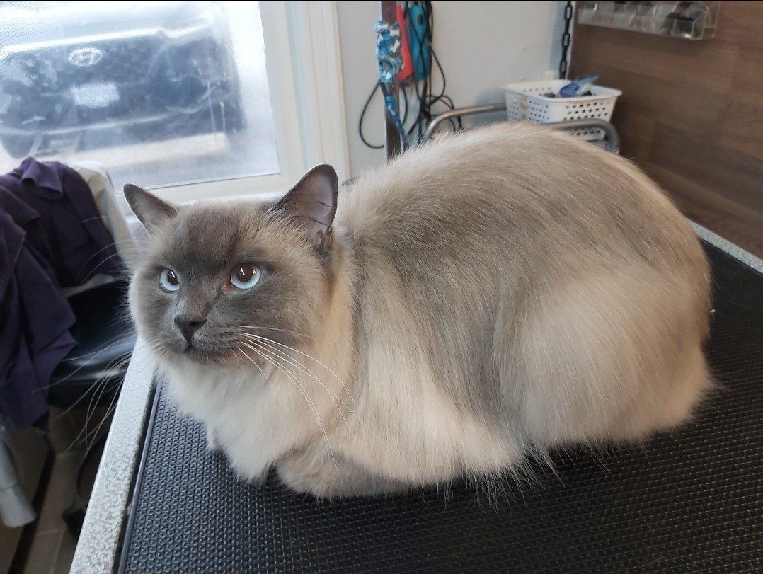 Groomer dog courtice | Groomer supplies courtice