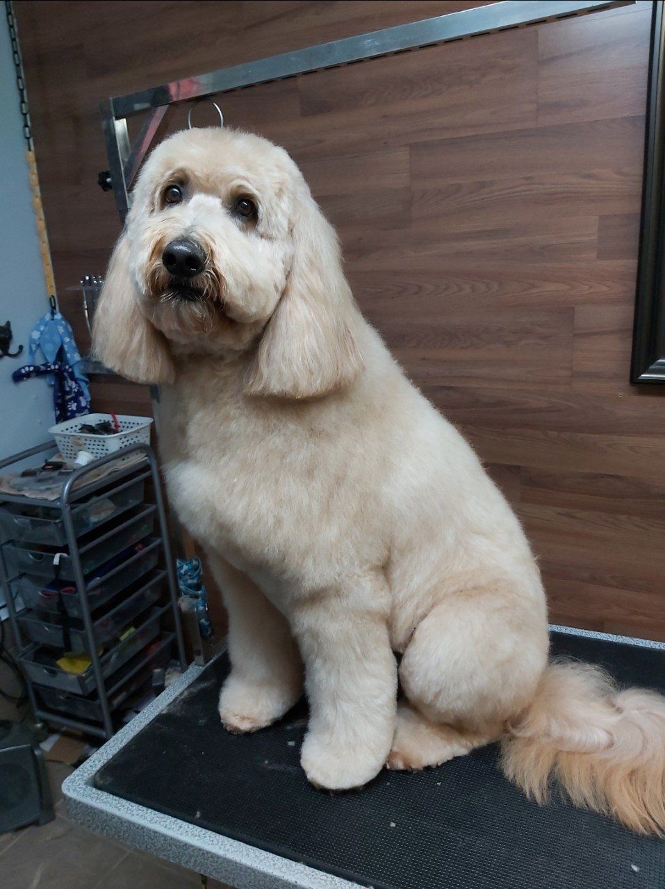 Professional pet groomer clarington | Professional pet grooming clarington