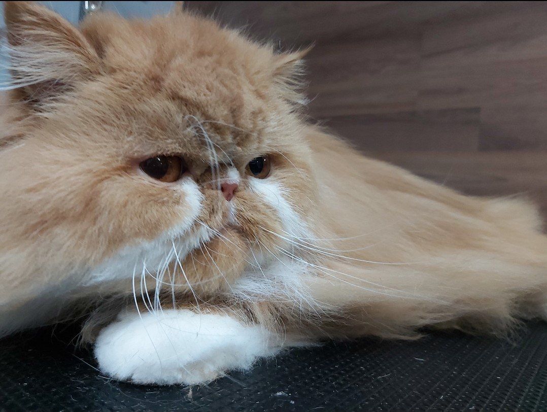 Professional dog groomer courtice | Professional dog groomers courtice